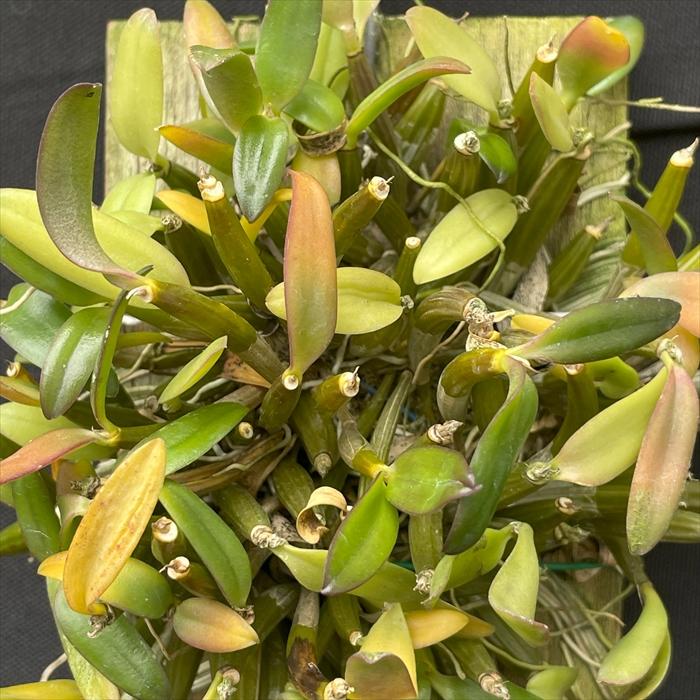 洋ラン【開花見込株】デンドロビウム パシフィラム 板付き 洋ラン