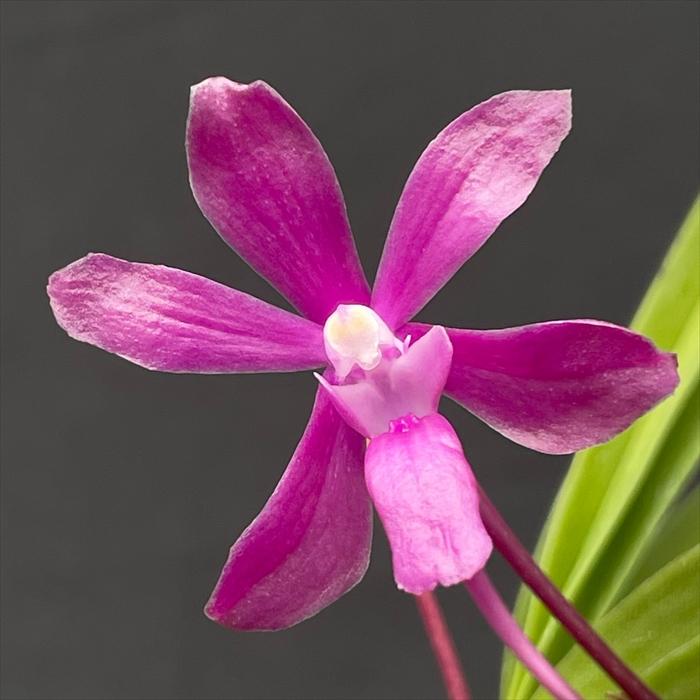 洋ラン【開花見込株】 バンダ hyb フウラン 赤花 7.5cm素焼き鉢 洋ラン