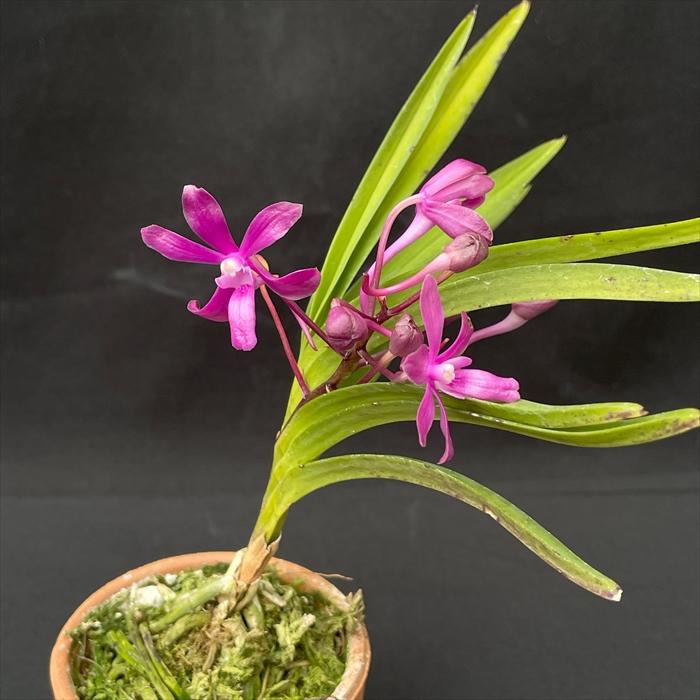 洋ラン【開花見込株】 バンダ hyb フウラン 赤花 7.5cm素焼き鉢 洋ラン