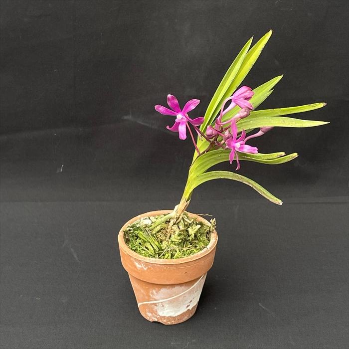 洋ラン【開花見込株】 バンダ hyb フウラン 赤花 7.5cm素焼き鉢 洋ラン