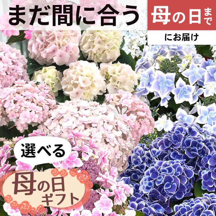 【まだ間に合う！母の日までにお届け】母の日 ギフト 選べるアジサイ 5号鉢 紫陽花 あじさい 鉢花 プレゼント 送料無料（Yahoo!・レイテストプランツ）