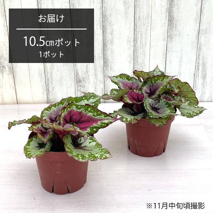 予約販売】 レックスベゴニア ビリーフコレクション アラスカスリーク