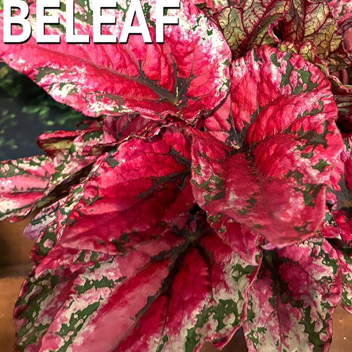 ベゴニア 送料込み】観葉植物 Top【選抜株】多肉植物　264284ベゴニア　12個　鉢無し/脱土 ベノーサ 草陽香 | 陶器鉢 4号サイズ アエオニウム
