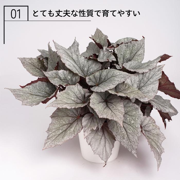 予約販売】 レックスベゴニア ビリーフコレクション マウイサンセット