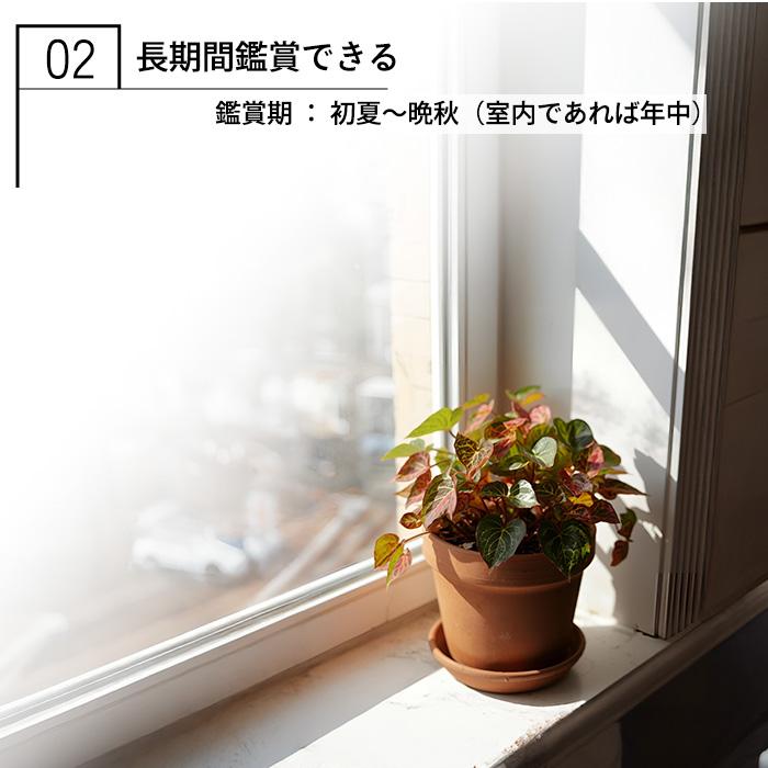 予約販売】 レックスベゴニア ビリーフコレクション マウイサンセット
