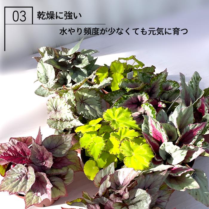 予約販売】 レックスベゴニア ビリーフコレクション マウイサンセット