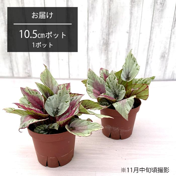 予約販売】 レックスベゴニア ビリーフコレクション マウイサンセット
