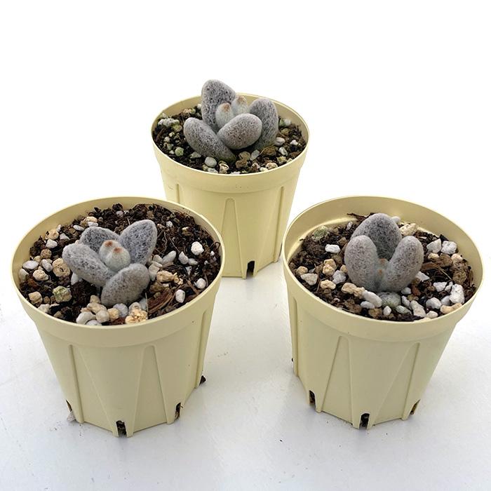 多肉植物 カランコエ 福兎耳 雪だるま 6cmポット 観葉植物 インテリア