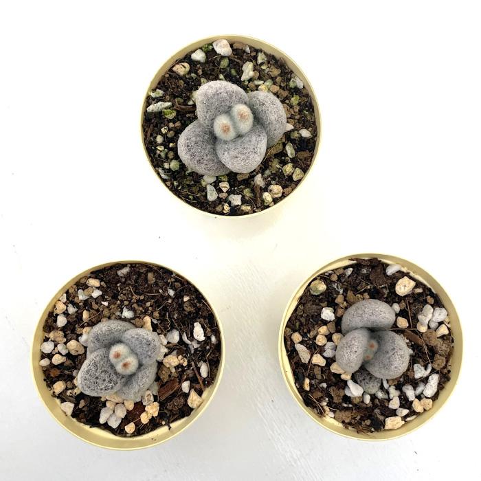 多肉植物 カランコエ 福兎耳 雪だるま 6cmポット 観葉植物 インテリア