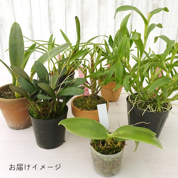 【まもなく予約締切】 【予約販売】 洋ラン【開花見込株】シンビジウム トラシアナム ’YE-1’ 原種 5号鉢 洋蘭 インテリア yam 3月中旬以降発送の画像