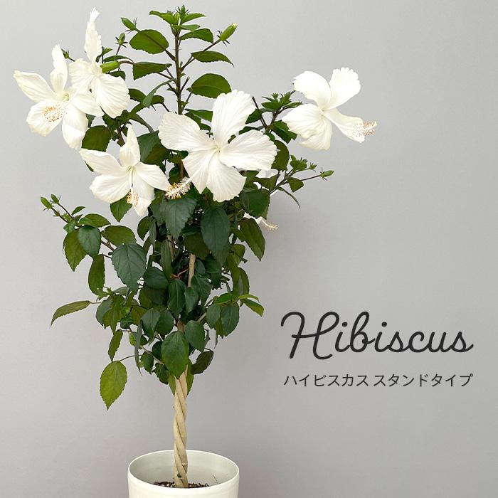 送料無料 ハイビスカス ホワイト スタンドタイプ 6号 鉢植え
