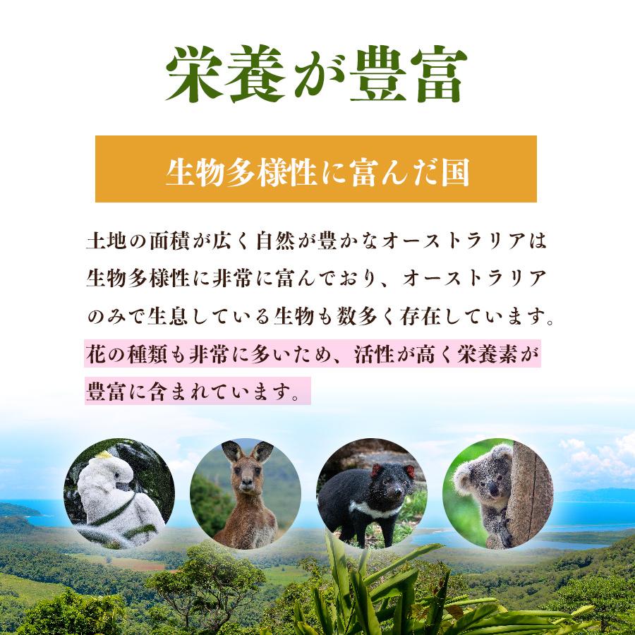コムハニー 巣蜜 巣みつ はちみつ 蜂蜜 生はちみつ 非加熱