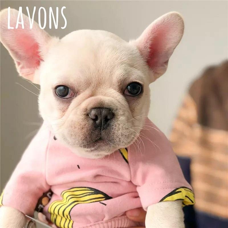 犬服 ペット服 おしゃれ バナナ柄 カバーオール 小型犬 中型犬 ピンク ブルー フレブル フレンチブルドッグ服 パグ服 チワワ服 Lvn037 Lavons 通販 Yahoo ショッピング