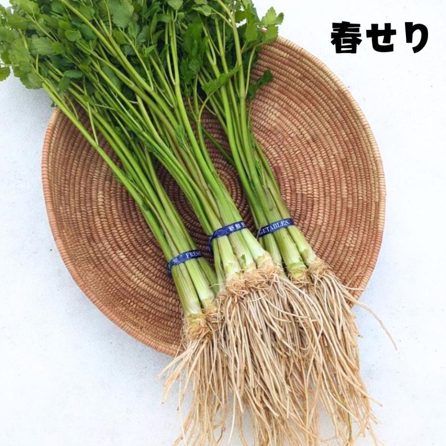 3月上旬お届け せり 朝採れ 三関産 500g セリ 秋田 芹 根 根つき 香草