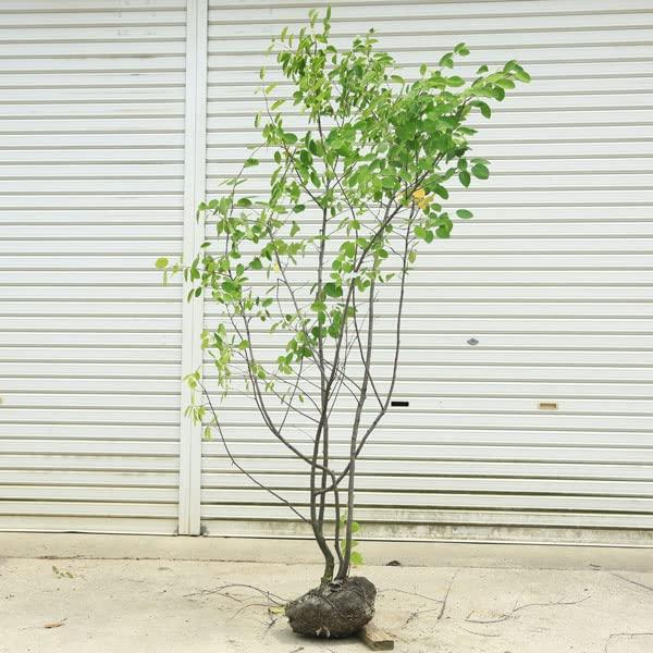 人工植栽』 タカショー グリーンデコ和風 シラカシ 鉢無 1.8m GD-134