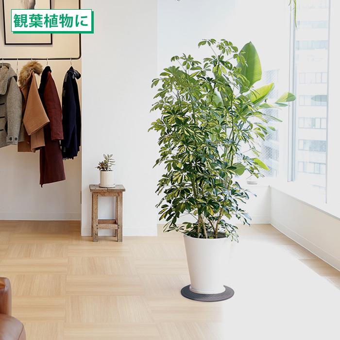 マルチ回転台 テレビ 20インチ 丸形 360°回転 回転盤 回転台 収納棚