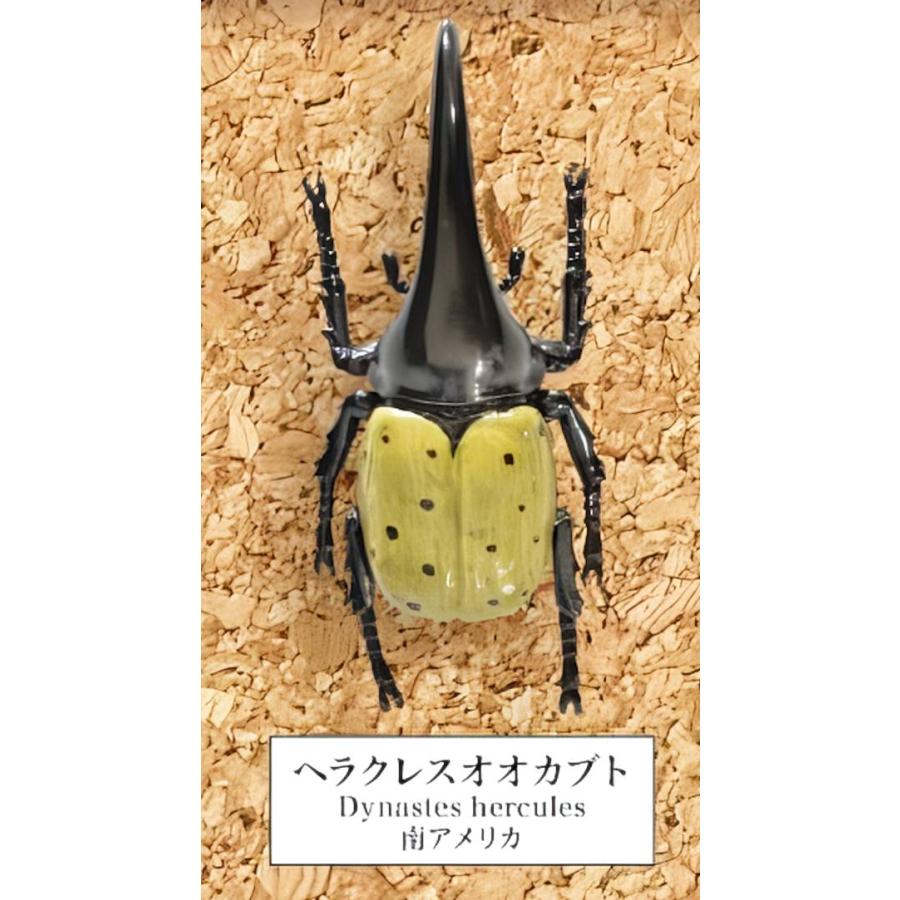ヘラクレスオオカブト】 甲虫採集標本 ZOOM : トレカショップ LEAD