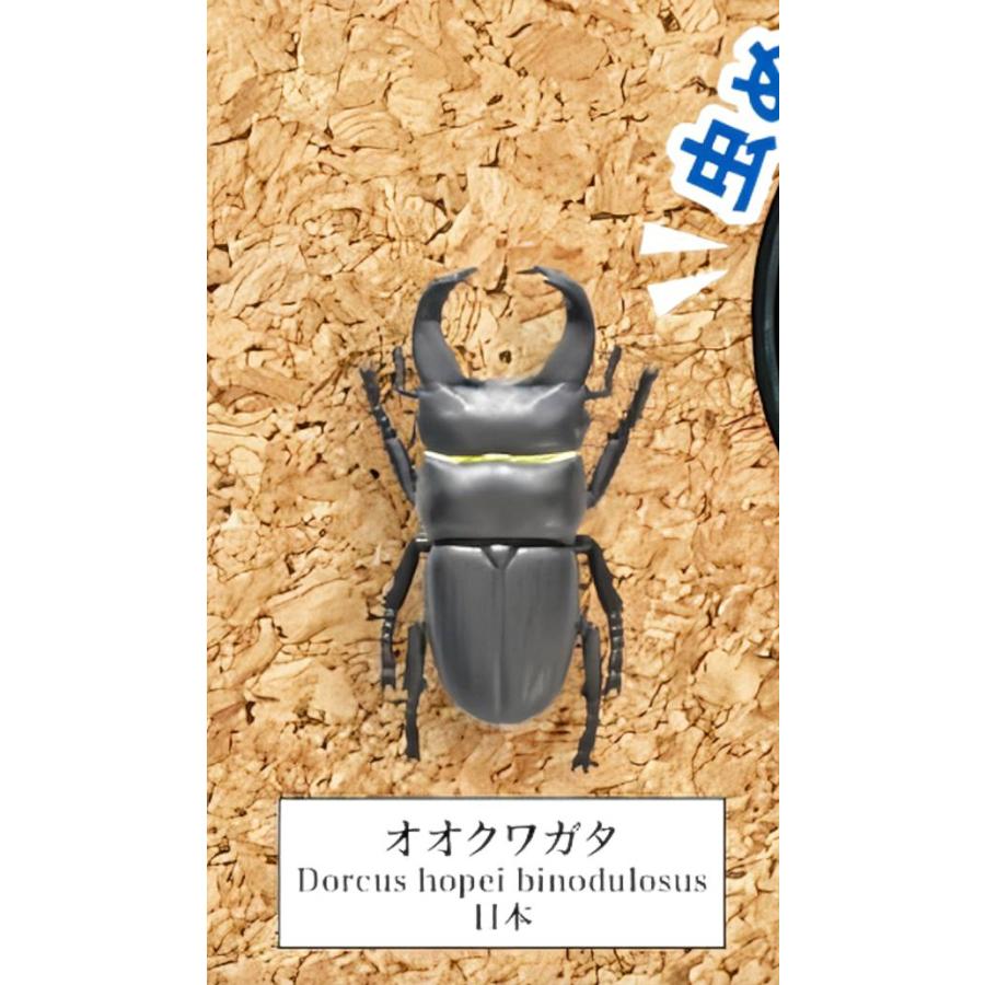 オオクワガタ】 甲虫採集標本 ZOOM : トレカショップ LEAD. - 通販