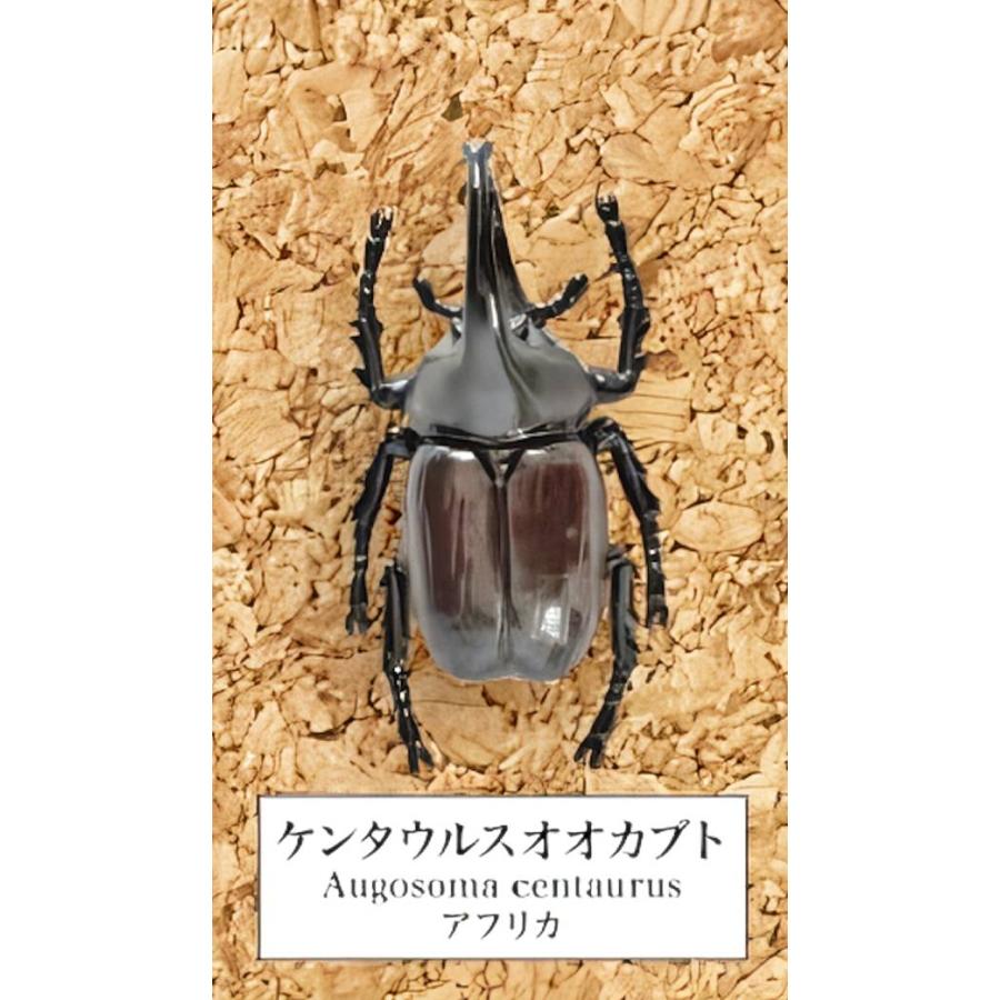 昆虫標本　ガボンオオカブト オオクワガタ♂71＋♀47（クワガタ標本） | オオクワ京都昆虫館