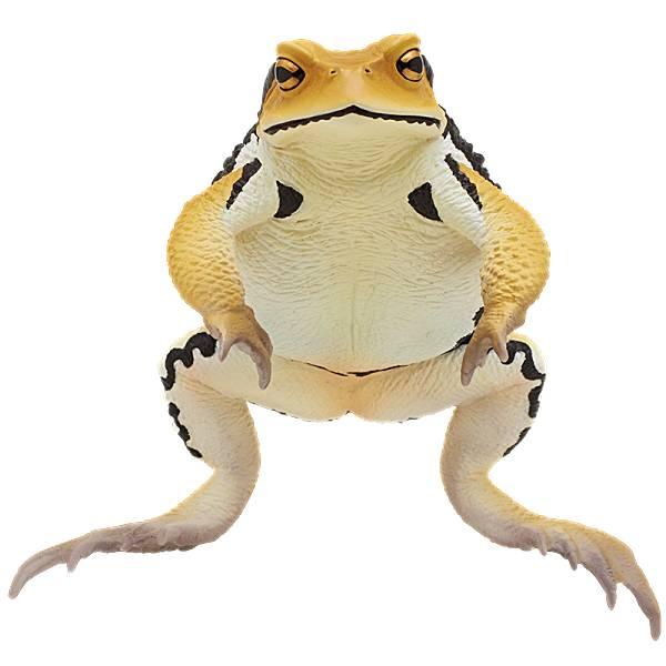 アズマヒキガエル(黄土色)】 ネイチャーテクニカラー 大きなヒキガエル
