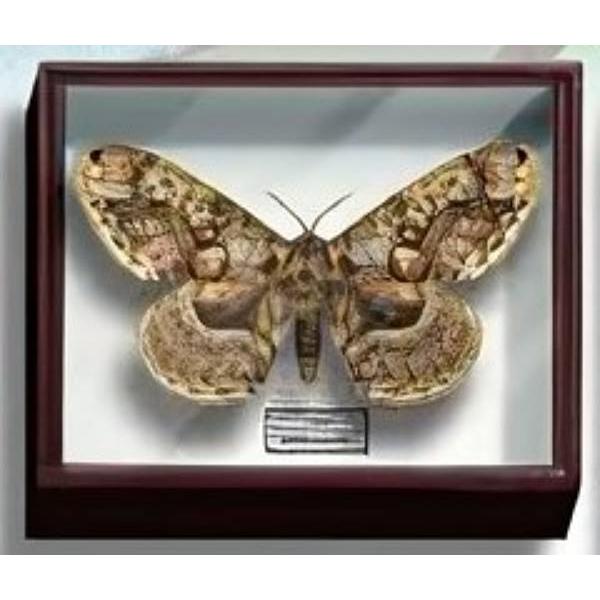 【イボタガ】サイエンステクニカラー ドイツ箱マグネットコレクション3 | 