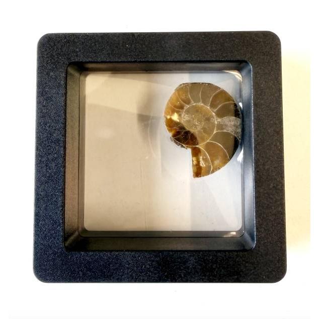 H】 アンモナイト本物化石図鑑 : トレカショップ LEAD. - 通販 - Yahoo