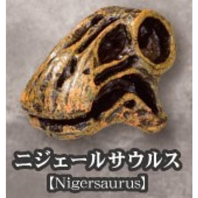 ニジェールサウルス】恐竜化石博物館 : トレカショップ LEAD