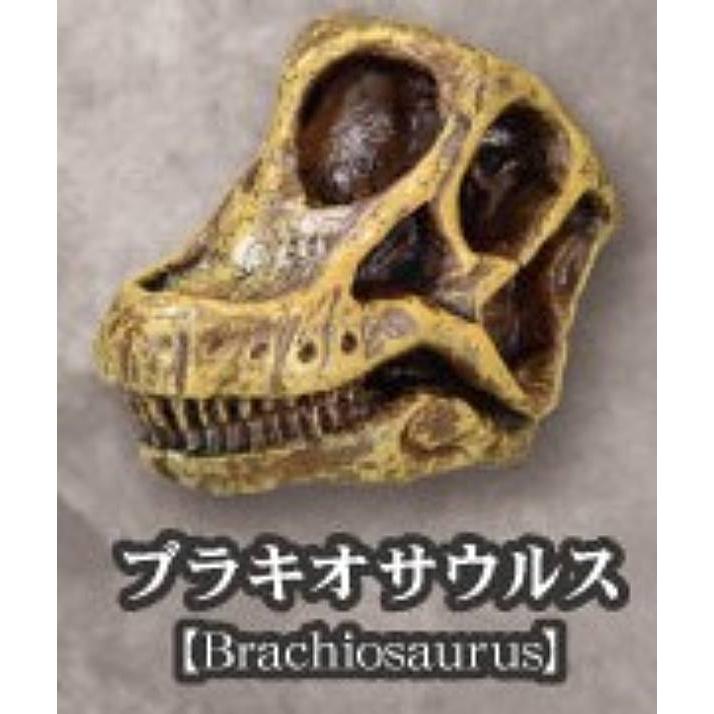 ブラキオサウルス】恐竜化石博物館 : トレカショップ LEAD. - 通販