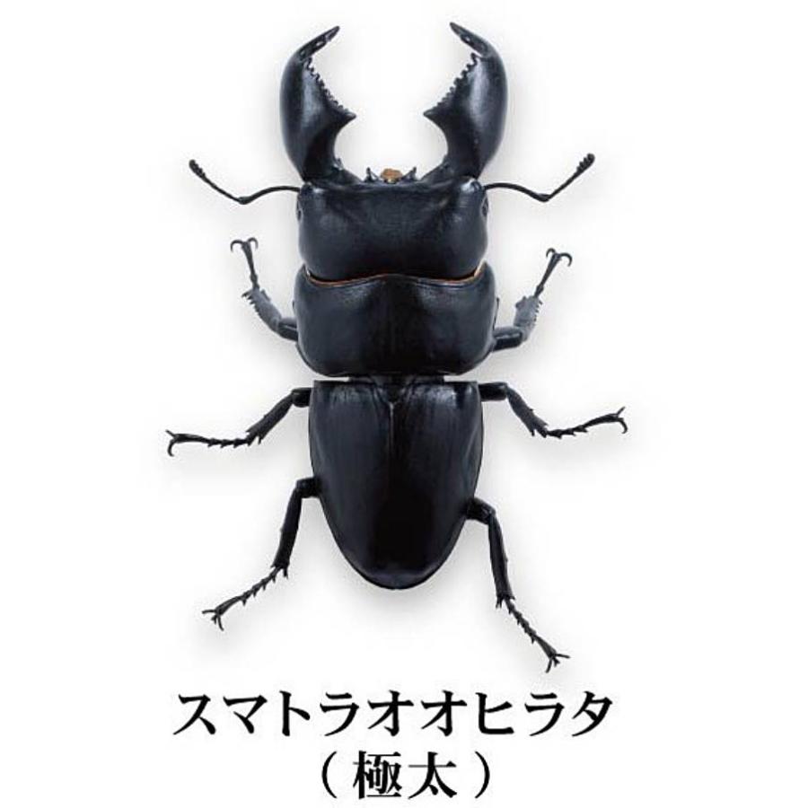スマトラオオヒラタ　パラワンオオヒラタ　Ｂ品 WD】《スマトラオオヒラタ ベンクール産 77mm ペア》 | KPW公式