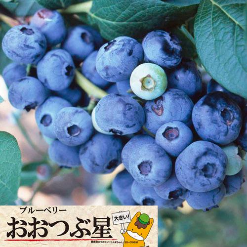 果樹苗 育てやすい 難しくない 毎年収穫 大きい実が成る カネコ種苗 ブルーベリー おおつぶ星 ３号 Leafs ヤフー店 通販 Yahoo ショッピング