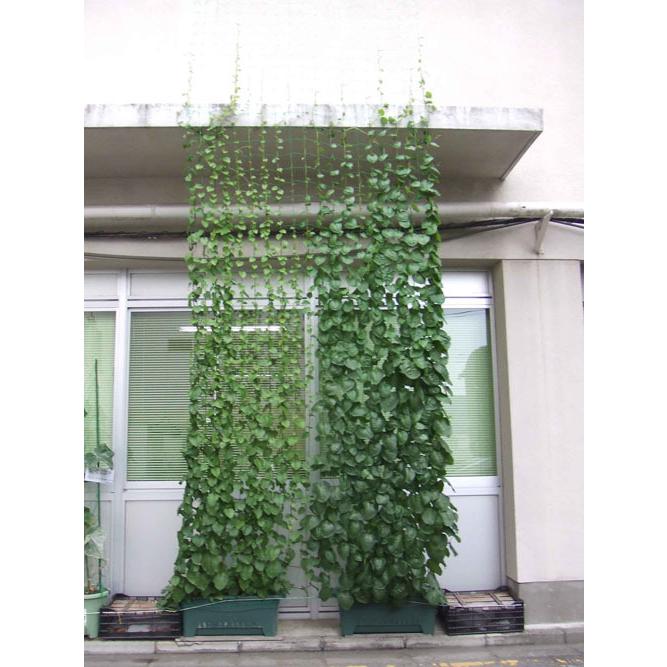 野菜苗 緑のカーテン グリーンカーテン 食べれる 新食感 つる性 カネコ種苗 ぬるっぱ Leafs ヤフー店 通販 Yahoo ショッピング
