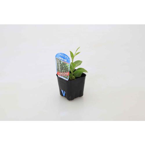 野菜苗 緑のカーテン グリーンカーテン 食べれる 新食感 つる性 カネコ種苗 ぬるっぱ Leafs ヤフー店 通販 Yahoo ショッピング