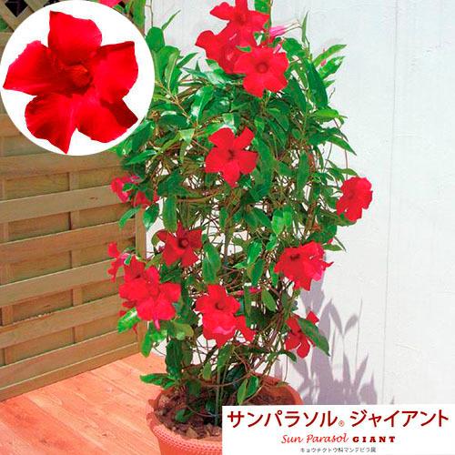 花苗 夏の花 暑さに強い つる性 育てやすい サンパラソル ｒ ジャイアント クリムゾンキング ｐｖｐ登録品種 １０ ５ｃｍｐ Leafs ヤフー店 通販 Yahoo ショッピング