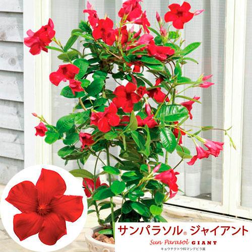 花苗 夏の花 暑さに強い つる性 育てやすい サンパラソル ｒ ジャイアント エンペラークリムゾン ｐｖｐ登録品種 １０ ５ｃｍｐ Leafs ヤフー店 通販 Yahoo ショッピング
