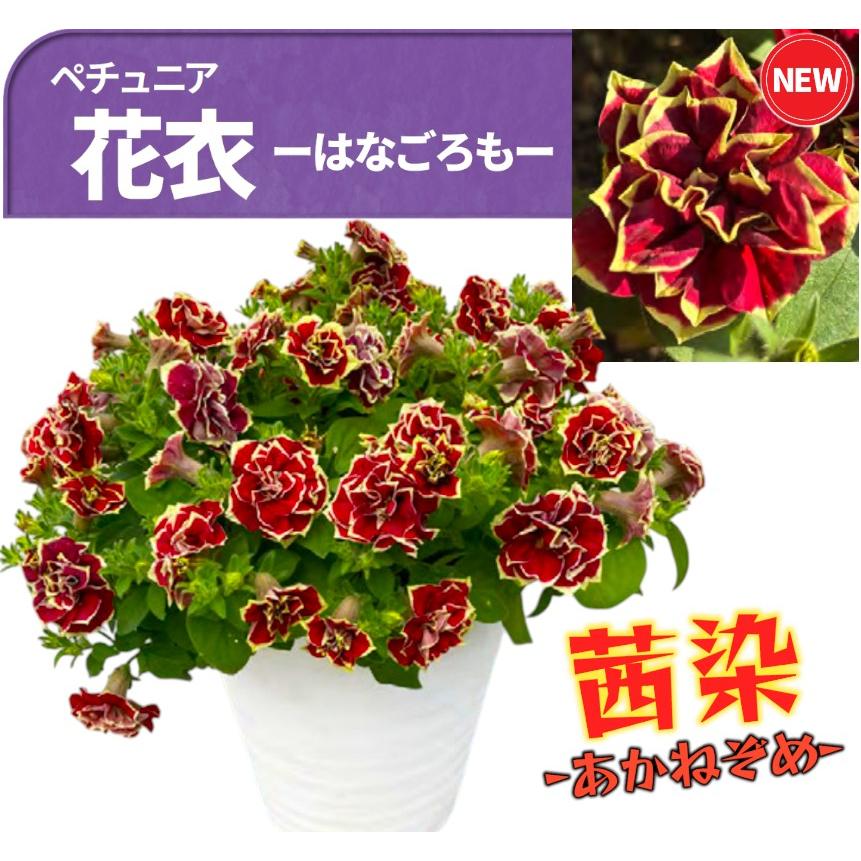【予約販売】2026年新品種 M&B FLORA ペチュニア 花衣 ーはなごろもー 茜染 ーあかねぞめー 10.5cm　夏の花 暑さに強い つる性 育てやすい | 