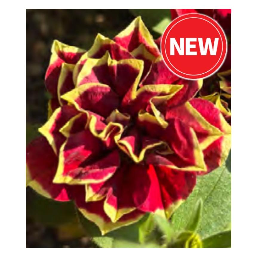 【予約販売】2026年新品種 M&B FLORA ペチュニア 花衣 ーはなごろもー 茜染 ーあかねぞめー 10.5cm　夏の花 暑さに強い つる性 育てやすい |  | 01