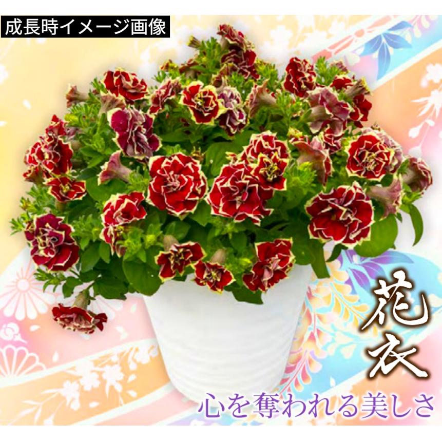 【予約販売】2026年新品種 M&B FLORA ペチュニア 花衣 ーはなごろもー 茜染 ーあかねぞめー 10.5cm　夏の花 暑さに強い つる性 育てやすい |  | 02