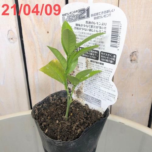 果樹苗 早成り 鉢植えで簡単栽培 果肉通常の２倍 耐寒性向上 エムソン企画 レモン２１ ９ｃｍポット Leafs ヤフー店 通販 Yahoo ショッピング