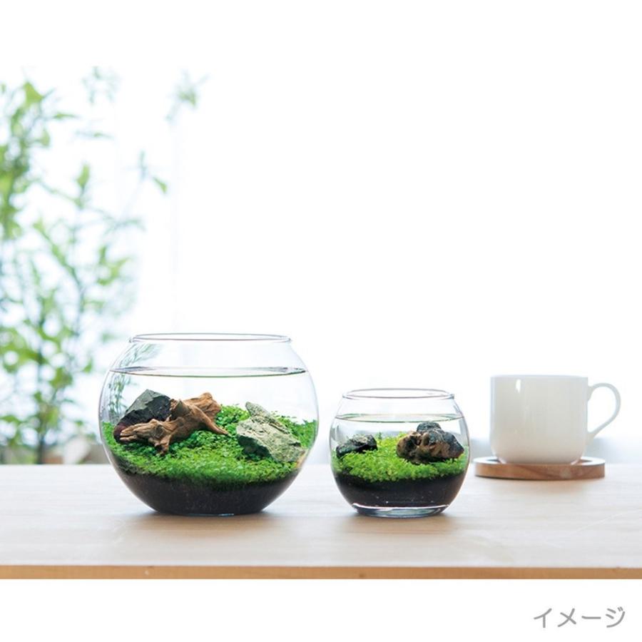 栽培キット インテリア おしゃれ プレゼント 育てる水草 S Gd 812 聖新陶芸