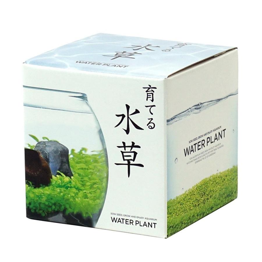 聖新陶芸 育てる水草 S GD-812 栽培キット インテリア おしゃれ プレゼント |  | 01