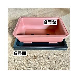 大和プラスチック販売 盆栽皿DX 6号 【1個までメール便】 盆栽専用 受け皿 山野草 | 大和プラスチック | 01