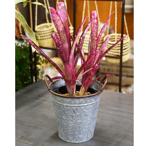 【訳あり】H2O 6504 アンティークバスケットL オシャレ ブリキ アンティーク バスケット 鉢カバー | 