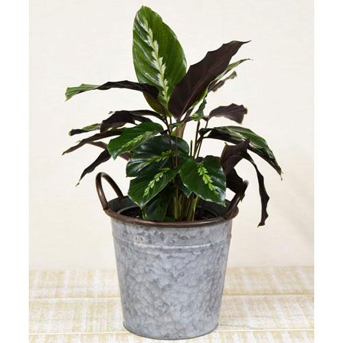 【訳あり】H2O 6505アンティークバスケットM オシャレ ブリキ アンティーク バスケット 鉢カバー |  | 03