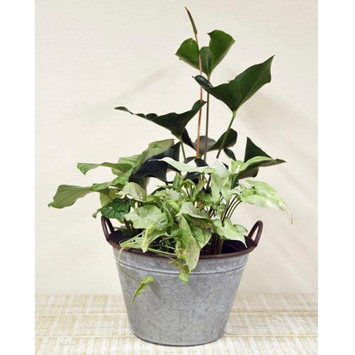 【訳あり】H2O 6515 アンティークサークル LLL オシャレ ブリキ アンティーク バスケット 鉢カバー | 