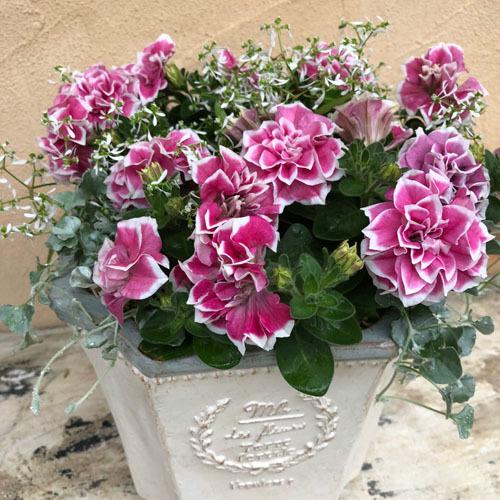 M&Bフローラ ペチュニア  花衣 はなごろも 紅水晶 10.5cmポット　花苗 寄せ植え ハンギング 花壇・庭植え 高級 |  | 01