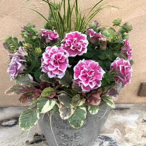 M&Bフローラ ペチュニア  花衣 はなごろも 紅水晶 10.5cmポット　花苗 寄せ植え ハンギング 花壇・庭植え 高級 |  | 02