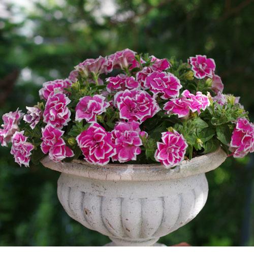 M&Bフローラ ペチュニア  花衣 はなごろも 紅水晶 10.5cmポット　花苗 寄せ植え ハンギング 花壇・庭植え 高級 |  | 03