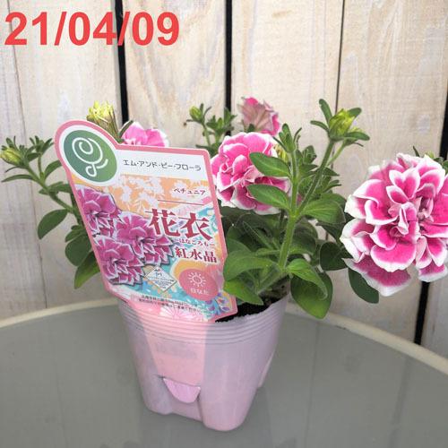 M&Bフローラ ペチュニア  花衣 はなごろも 紅水晶 10.5cmポット　花苗 寄せ植え ハンギング 花壇・庭植え 高級 |  | 04