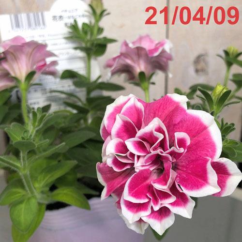 M&Bフローラ ペチュニア  花衣 はなごろも 紅水晶 10.5cmポット　花苗 寄せ植え ハンギング 花壇・庭植え 高級 |  | 05
