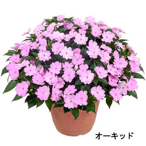 サカタのタネ　サンパチェンス(R) オーキッド(PVP) 10.5cmポット(おまかせ1ポット)　春・夏 花苗 花壇 育てやすい 初心者 紫色 桃色 | サカタのタネ